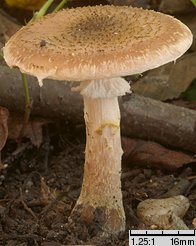 Armillaria lutea (opieńka żółtawa)