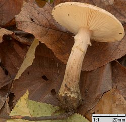 Armillaria lutea (opieńka żółtawa)