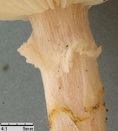 Armillaria lutea (opieńka żółtawa)