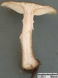 Armillaria lutea (opieńka żółtawa)