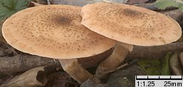 Armillaria lutea (opieńka żółtawa)