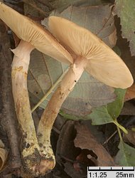 Armillaria lutea (opieńka żółtawa)