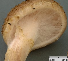 Armillaria lutea (opieńka żółtawa)