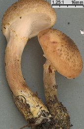 Armillaria lutea (opieńka żółtawa)