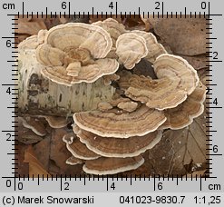 Trametes versicolor (wrośniak różnobarwny)