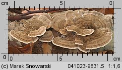 Trametes versicolor (wrośniak różnobarwny)