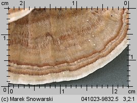 Trametes versicolor (wrośniak różnobarwny)