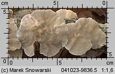 Trametes versicolor (wrośniak różnobarwny)