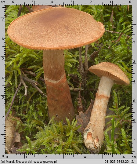 Cortinarius armillatus (zasłonak osłonięty)