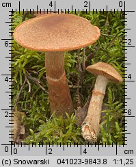 Cortinarius armillatus (zasłonak osłonięty)