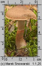 Cortinarius armillatus (zasłonak osłonięty)