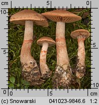 Cortinarius armillatus (zasłonak osłonięty)