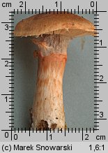 Cortinarius armillatus (zasłonak osłonięty)