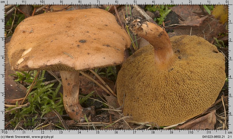 Suillus bovinus (maślak sitarz)