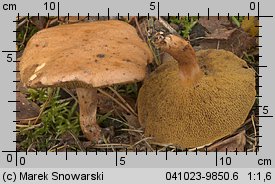 Suillus bovinus (maślak sitarz)