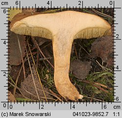 Suillus bovinus (maślak sitarz)