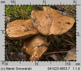 Suillus bovinus (maślak sitarz)