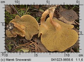 Suillus bovinus (maślak sitarz)