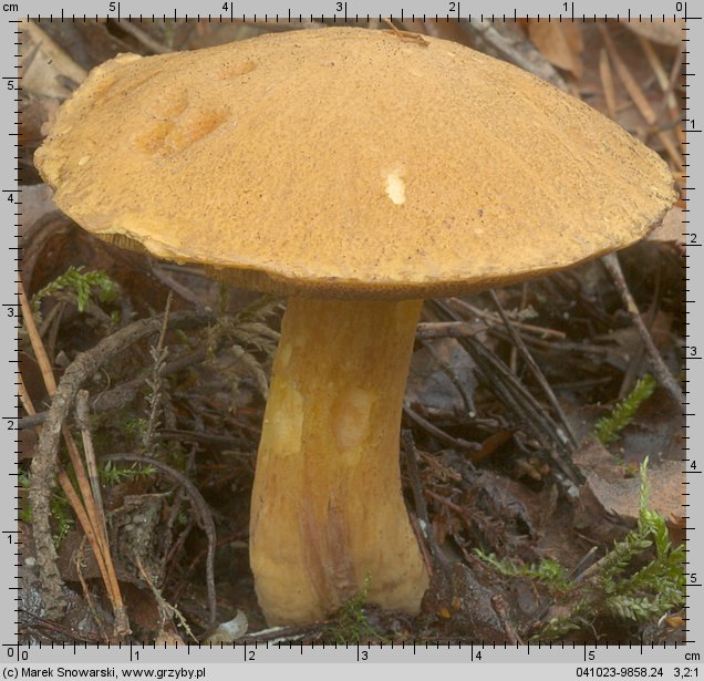 Suillus variegatus (maślak pstry)