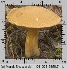 Suillus variegatus (maślak pstry)