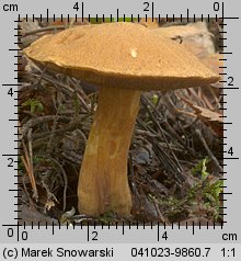 Suillus variegatus (maślak pstry)