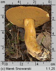 Suillus variegatus (maślak pstry)