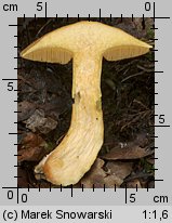 Suillus variegatus (maślak pstry)