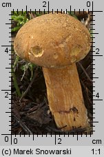 Suillus variegatus (maślak pstry)