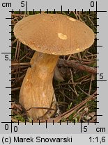 Suillus variegatus (maślak pstry)