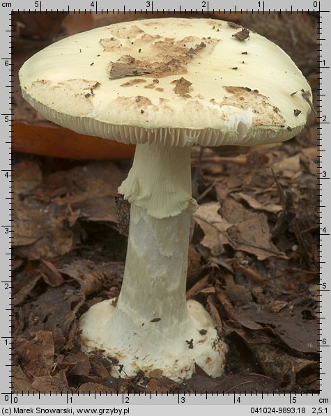 Amanita citrina (muchomor cytrynowy)