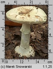 Amanita citrina (muchomor cytrynowy)