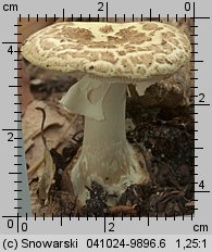 Amanita citrina (muchomor cytrynowy)