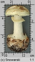 Amanita citrina (muchomor cytrynowy)