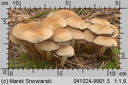 Hypholoma capnoides (maślanka łagodna)