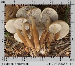 Hypholoma capnoides (maślanka łagodna)