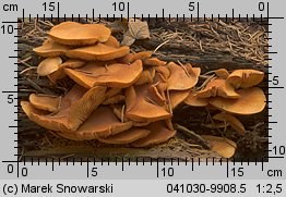 Unidentified-Cortinarius