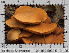 Unidentified-Cortinarius