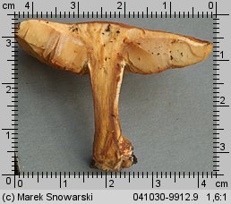 Unidentified-Cortinarius