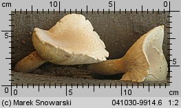 Pleurotus dryinus (boczniak białożółty)