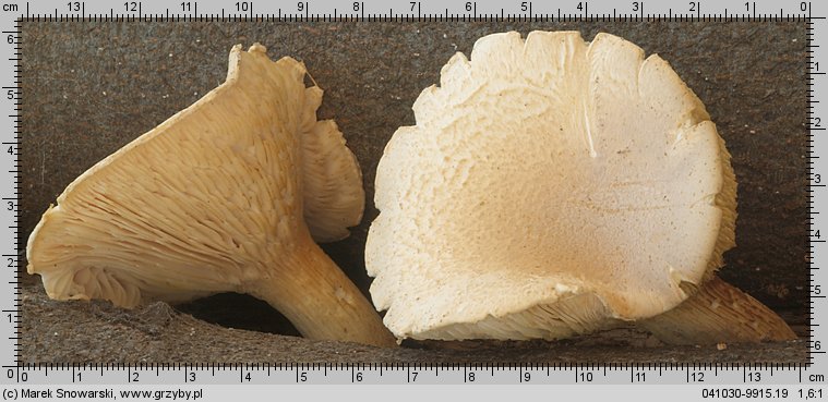 Pleurotus dryinus (boczniak białożółty)