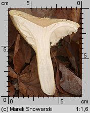 Pleurotus dryinus (boczniak białożółty)