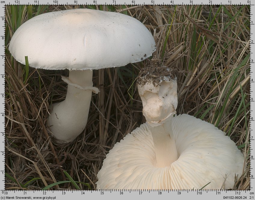 Leucoagaricus leucothites (pieczareczka różowoblaszkowa)