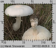 Leucoagaricus leucothites (pieczareczka różowoblaszkowa)