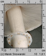 Leucoagaricus leucothites (pieczareczka rÃ³Å¼owoblaszkowa)