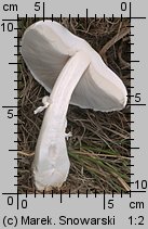 Leucoagaricus leucothites (pieczareczka różowoblaszkowa)