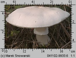 Leucoagaricus leucothites (pieczareczka różowoblaszkowa)