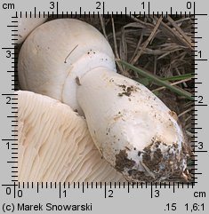 Leucoagaricus leucothites (pieczareczka różowoblaszkowa)