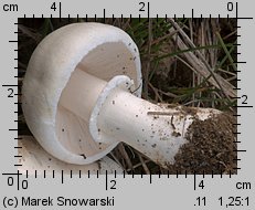 Leucoagaricus leucothites (pieczareczka różowoblaszkowa)