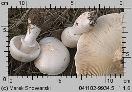 Leucoagaricus leucothites (pieczareczka różowoblaszkowa)