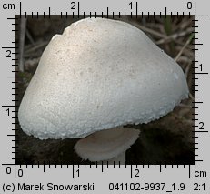 Leucoagaricus leucothites (pieczareczka różowoblaszkowa)